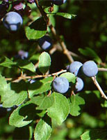 MSA PRUNUS SPINOSA 50 ML - Farmafamily.it
