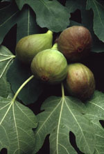 MSA FICUS CARICA 50 ML - Farmafamily.it