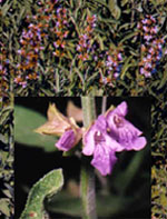 TSA SALVIA OFFICINALIS 50 ML - Farmafamily.it