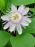 TSA PASSIFLORA INCARNATA 50 ML - Farmafamily.it