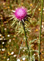 TSA SYLIBUM MARIANUM 50 ML - Farmafamily.it