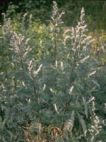 TSA ARTEMISIA VULGARIS 50 ML - Farmafamily.it