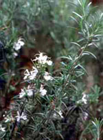 TSA ROSMARINUS OFFICINALIS 50 ML - Farmafamily.it