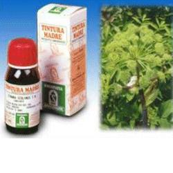 ANGELICA 55 50ML TM - Farmafamily.it
