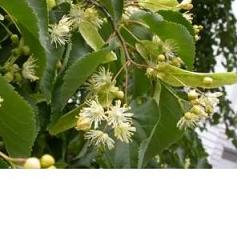 EIE TIGLIO 30 ML GOCCE - Farmafamily.it